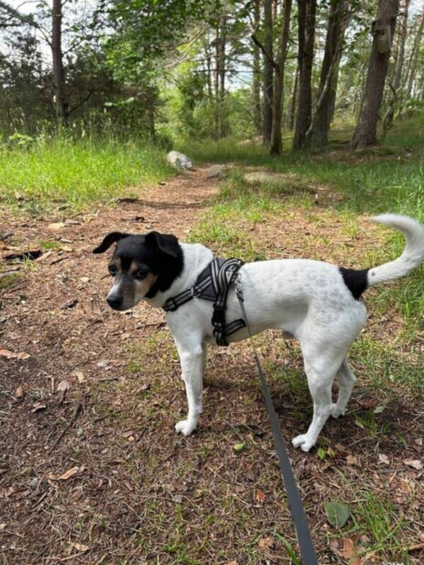 Hund - Hunden Midas 