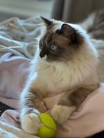 Hope, rag doll