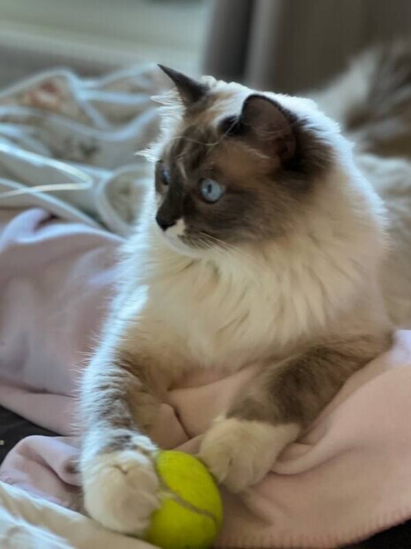 Katt - Hope, rag doll