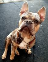 Fransk bulldog Elvis