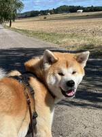 Akita