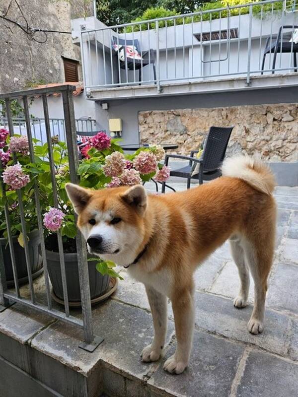 Hund - Akita