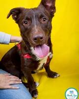 Bland ras snäll hund Bland ras snäll hund