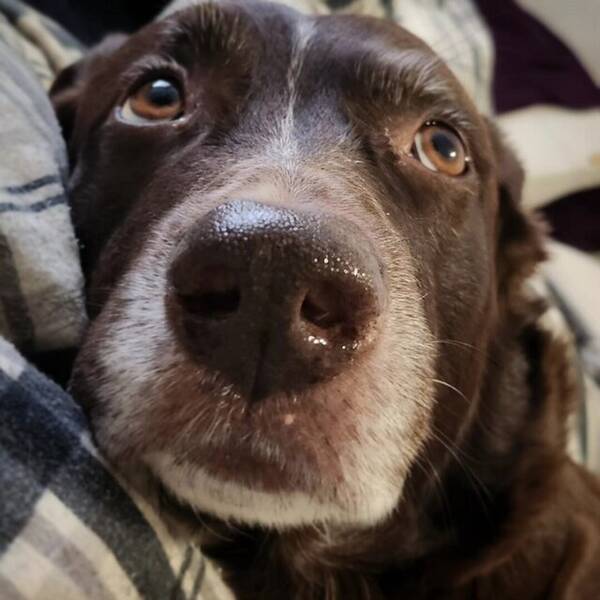 Hund - Bland ras snll hund