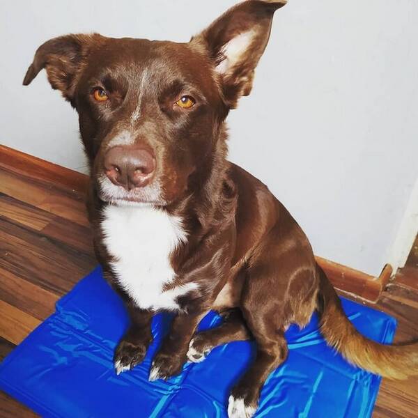 Hund - Bland ras snll hund