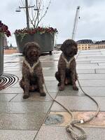 Lagotton Mumin & Gimli Lagotton Mumin & Gimli