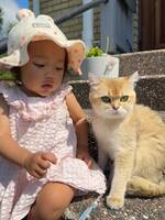 Brittisk korthår Brittisk korthår