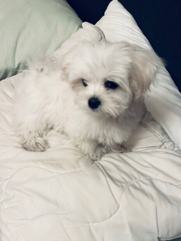 Hund - Teddie malteser valp