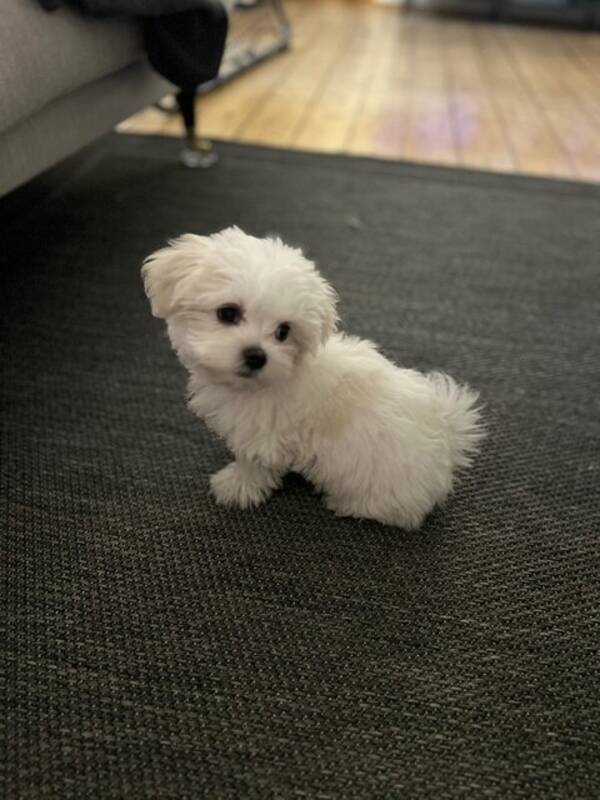 Hund - Teddie malteser valp
