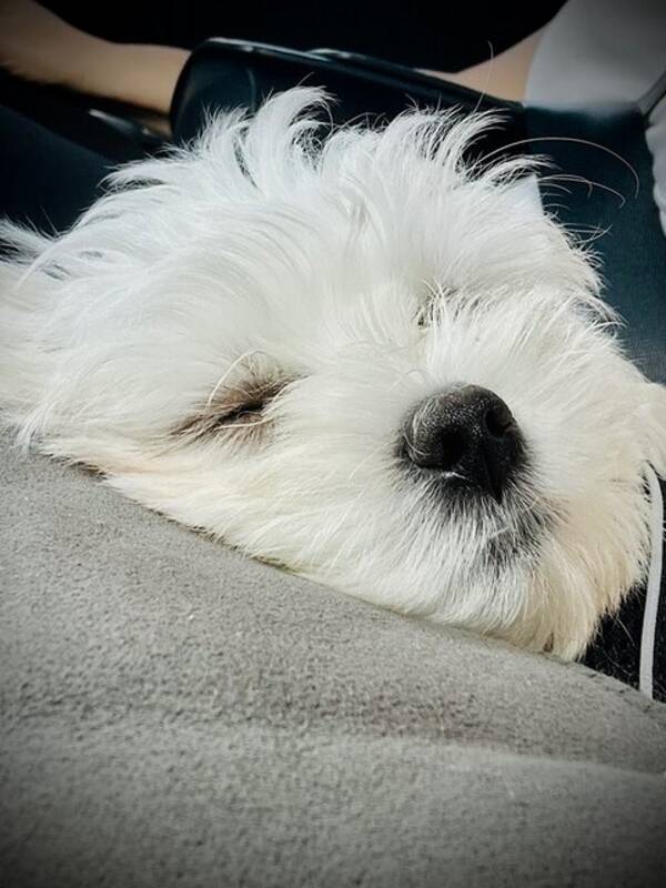 Hund - Teddie malteser valp