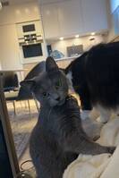 Katt