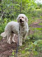 Goldendoodle Ponyo