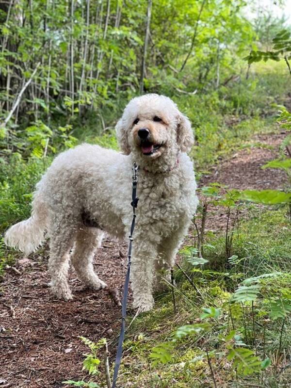 Hund - Goldendoodle Ponyo