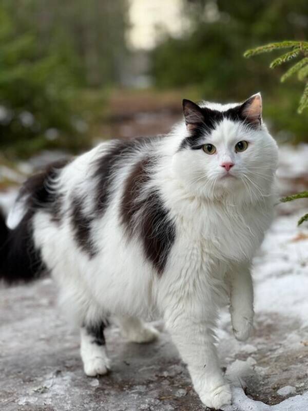 Katt - Huskatt Pussel