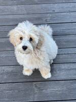 Cavapoo. Valp 
