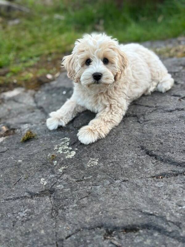 Hund - Cavapoo. Valp 