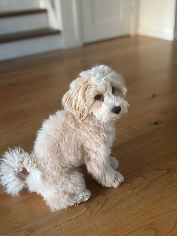 Hund - Cavapoo. Valp 