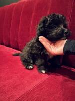 Bichon havaneis