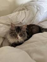 Katten Enzo