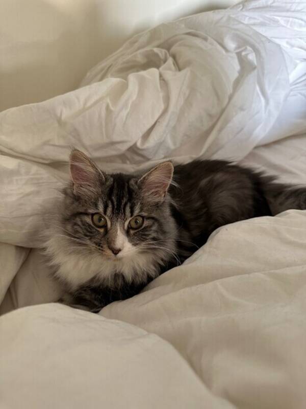 Katt - Katten Enzo