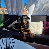 Beauceron Beauceron