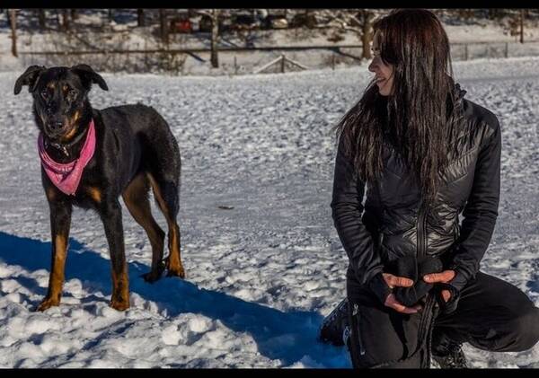 Hund - Beauceron 
