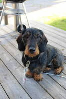 Taxen Frasse Taxen Frasse