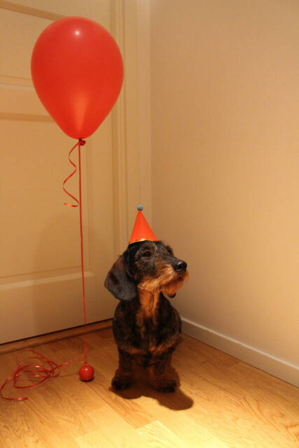 Hund - Taxen Frasse