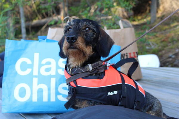 Hund - Taxen Frasse