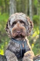 Australsk cobberdog