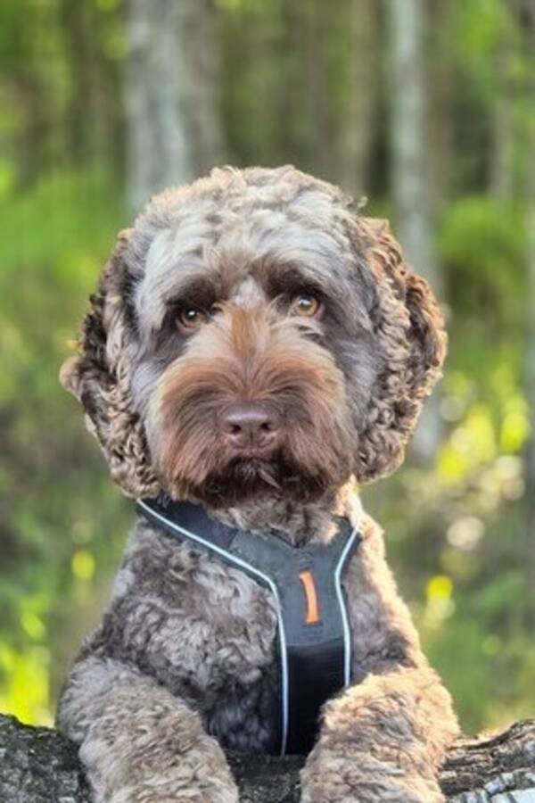 Hund - Australsk cobberdog Hund - Australsk cobberdog