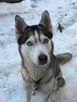 Huskyn Lira