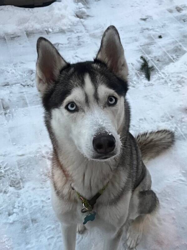 Hund - Huskyn Lira