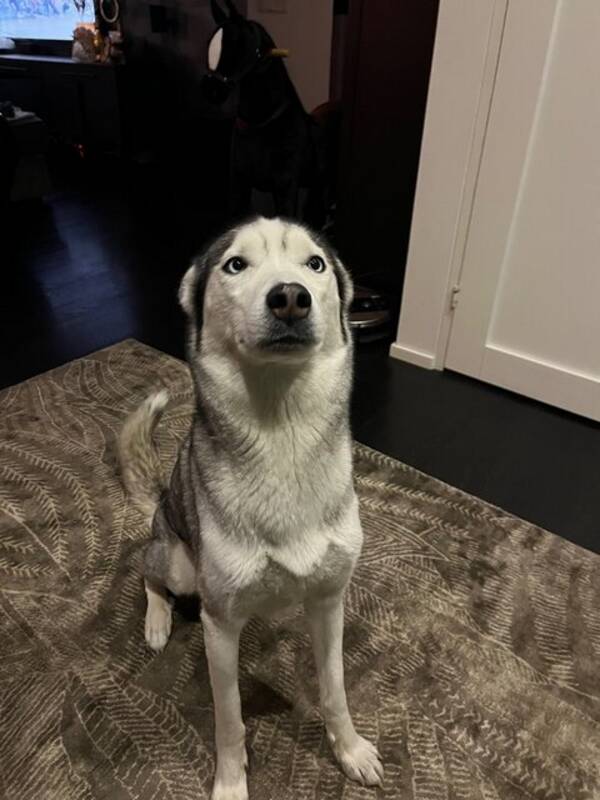 Hund - Huskyn Lira