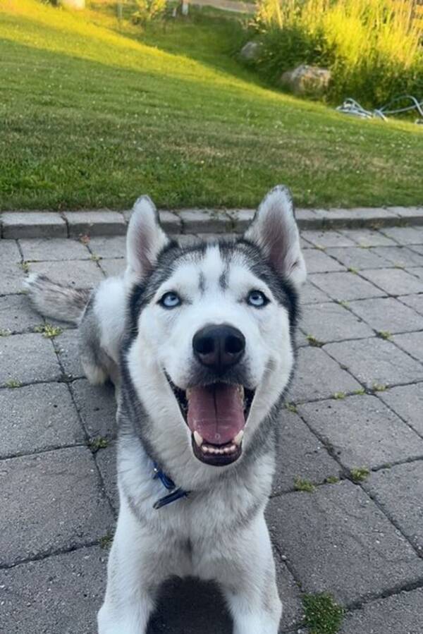 Hund - Huskyn Lira