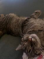 Katten Lily