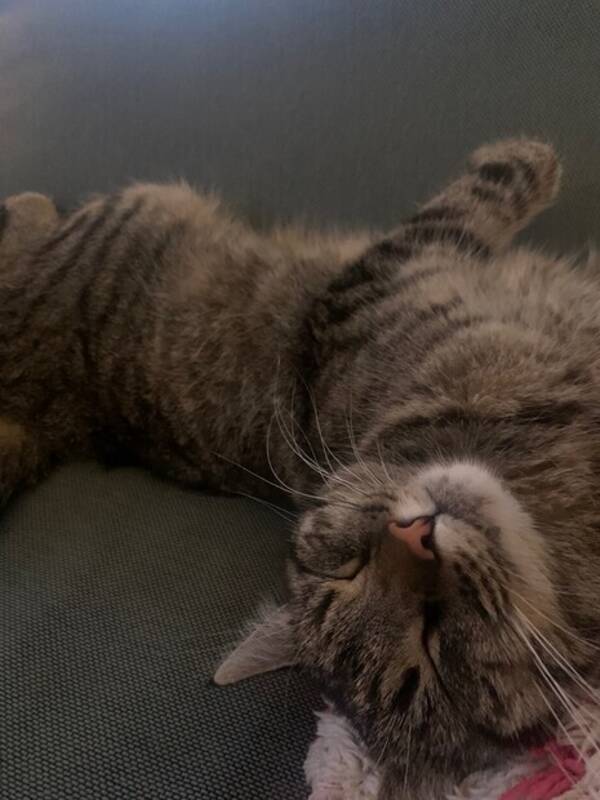 Katt - Katten Lily