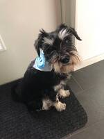 Dvrgschnauzer 
