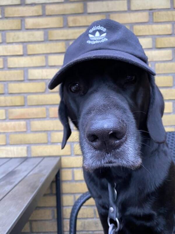 Hund - Mandela the Labrador Retriever