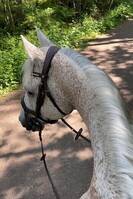 Hest