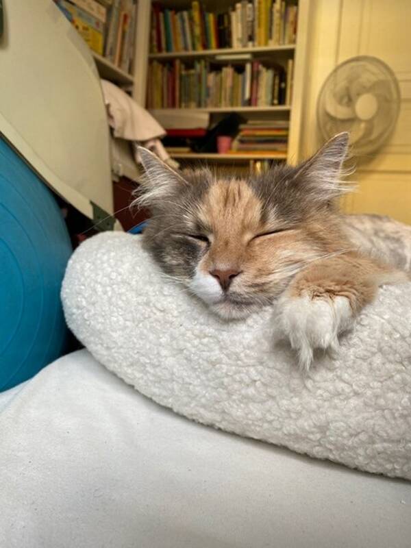 Katt - Blanding langhret