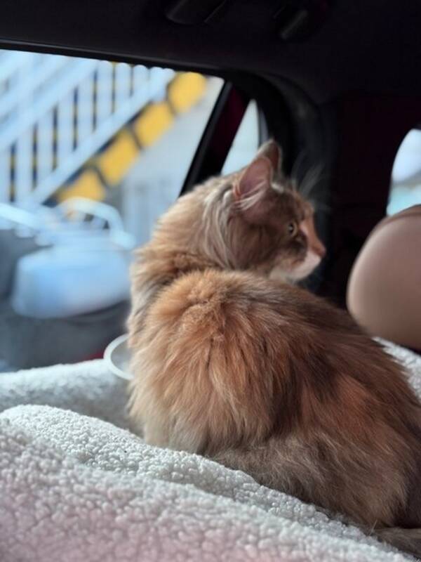 Katt - Blanding langhret