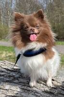 Liten hund