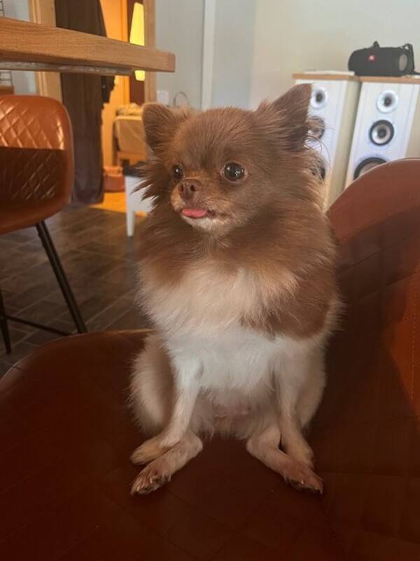 Hund - Liten hund