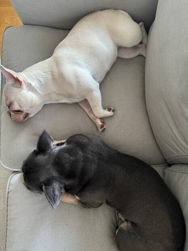 Hund - Vit fransk bulldog 