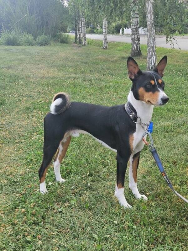 Hund - Basenjin Djrv