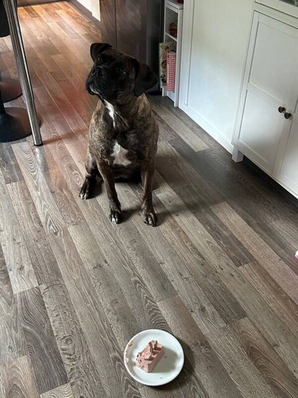 Hund - Cane Corso Quinn 