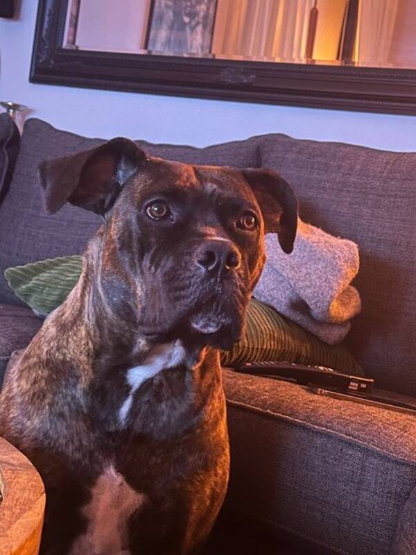 Hund - Cane Corso Quinn 