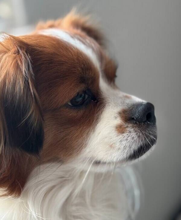 Hund - Gsta