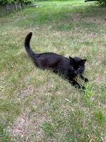 Katten Kls